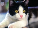 Pets for dazes