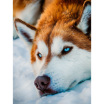 Husky fans only