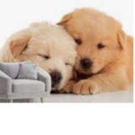 Lazy dog’s