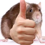 Rat Man Productions