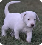 Description of dog