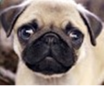 Roblox And Minecraft Pug Offical Group