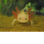 The Universe's Axolotl s