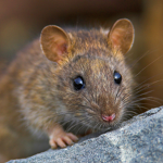 The Royale High Rat Cult
