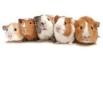 Amazin peeps