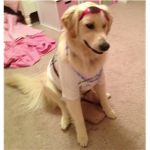 Molly's Dog and Puppy Lovers