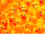 The Never Ending Party Of Ducks!
