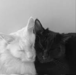 Cats & Kittens Fur-ever