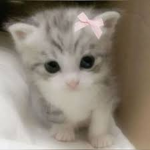 ~ Sanrio paws ~
