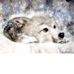 ~Alpha._.Wolfs~