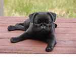 THE PUG OVERLORDS