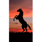 The {~} Horse riders {~} club!