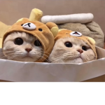 Lovely hamster