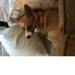 These Corgis
