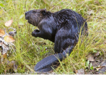 The Black Beavers