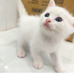 Cat TuanBao