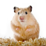 A Hamsters Paradise