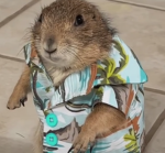 Muskrat Games