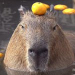 Capybara Fan Club :D