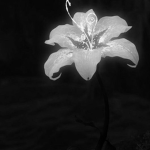 ﹒orchid outlaws ﹒