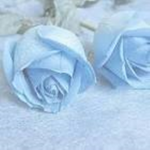 EXOTIC ROSE$