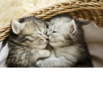 Baby kitties for life