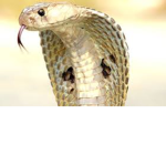 Snake Game Development