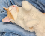 omg cat fore me