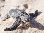 save the turtles!!!!!!!!!!!!!!!!!!!