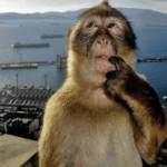 monkie thinking lololol