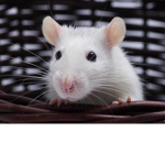 The Main Rats