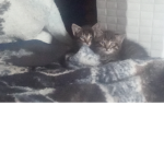 CATS AND ADOPT ME