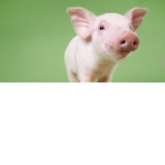 Little_Piggys