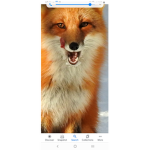 Foxes will not lose