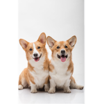 CORGI FANS!!