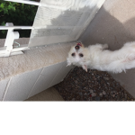 Cat0082