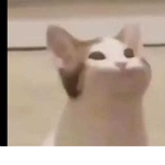 Golden Popcat