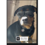 This is my dog shadow