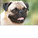 PugManJakes pugs fan group