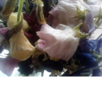 Flower show of fun