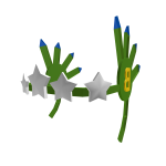 Brazil's Helm