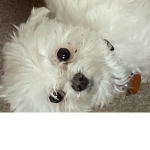 Doge lou