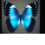Flutter-fly