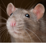 The Fat Rat Empire