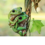 Frog cycle