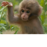 MEGA MONKEYS rule MEGA cats