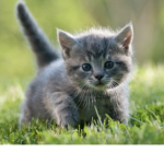 Kitten fan cluub
