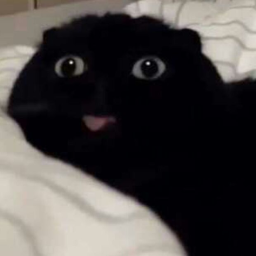 silly cat game