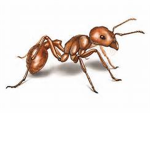 The Ant Hill