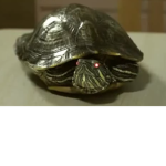 turtle.corp